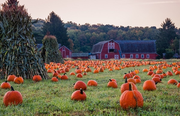 5 Best Pumpkin Patches in Minneapolis